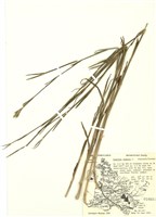 藏品(石竹屬)的圖片